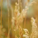 還暦祝いにおすすめの夫婦茶碗のプレゼント！必ず喜ばれる人気の種類とは？