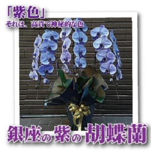 紫の胡蝶蘭　3本立