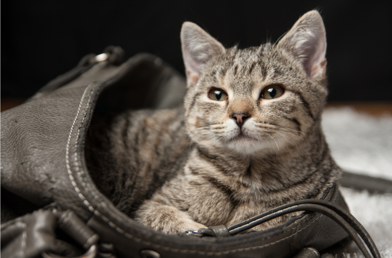 猫好き必見 猫モチーフの財布にキュン 人気ブランド おすすめ選 Giftpedia