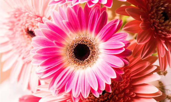 入学祝いに花を贈る！人気の花スイーツや花雑貨も紹介花づくし  Giftpedia byギフトモールアニー
