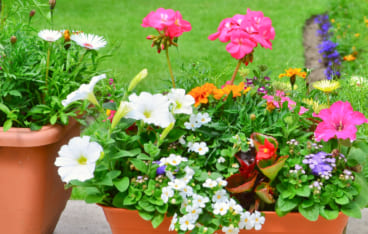 センスのいい寄せ植え 花壇をセンスアップ おしゃれな寄せ植えギフト Giftpedia Byギフトモール アニー