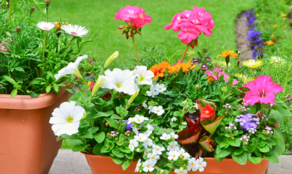 センスのいい寄せ植え 花壇をセンスアップ おしゃれな寄せ植えギフト Giftpedia Byギフトモール アニー